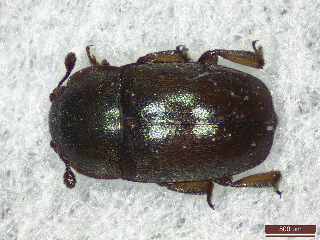 Meligethes aeneus