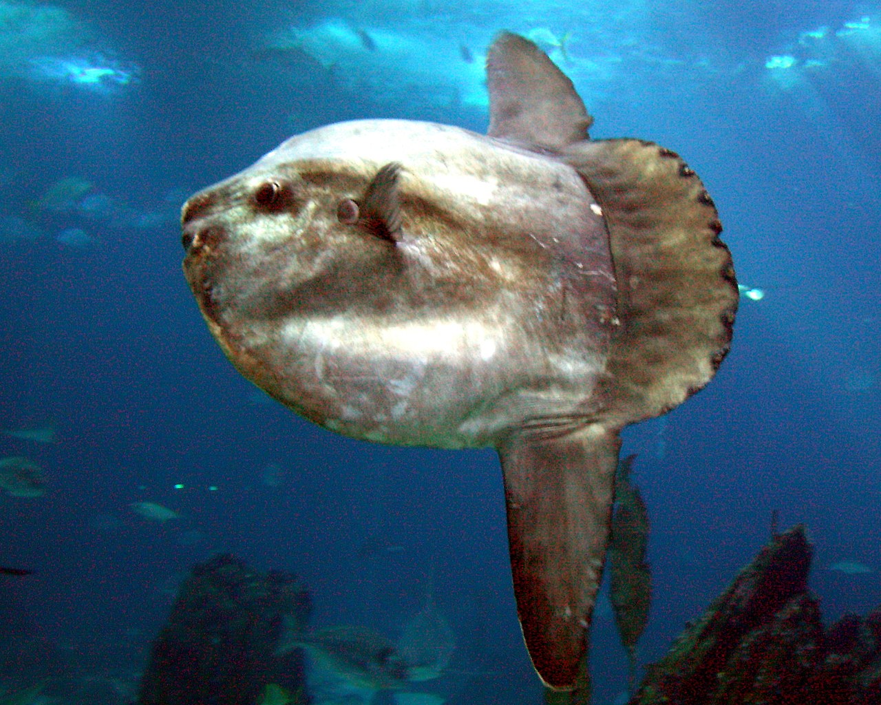 Mola mola