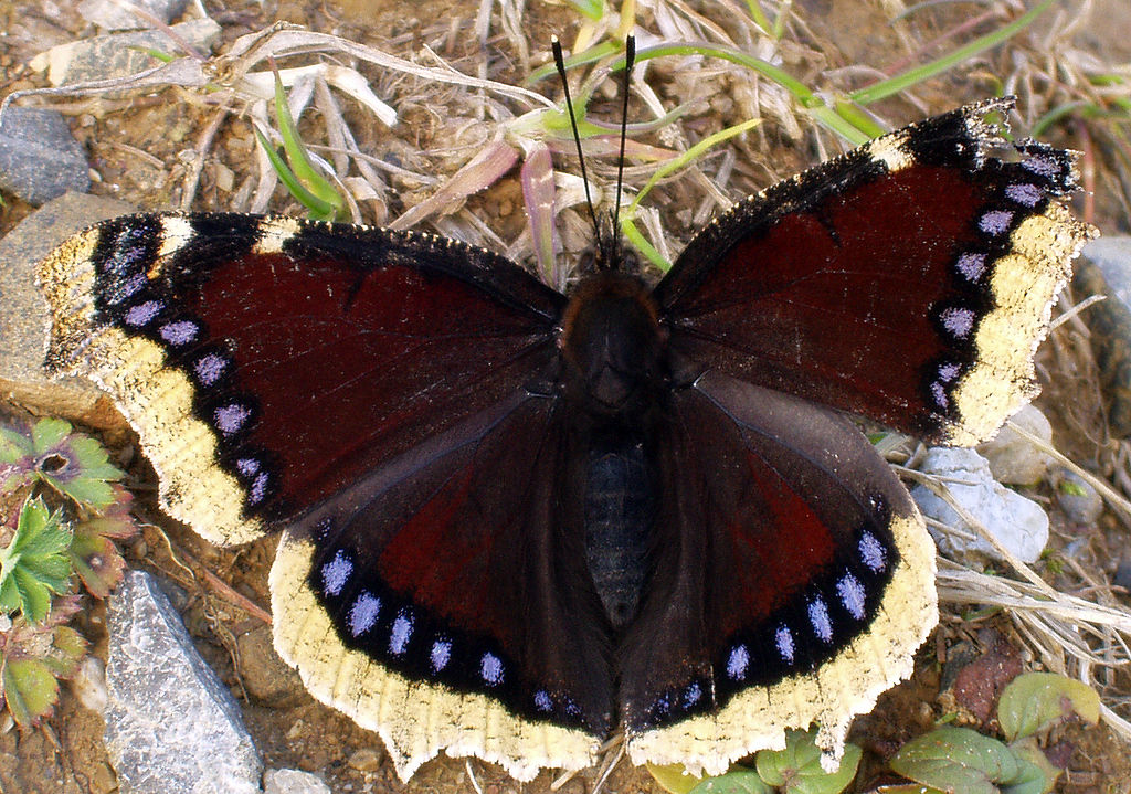 Nymphalis Antiopia