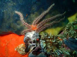 Ofiuride, specii de echinoderme asemănătoare stelelor de mare