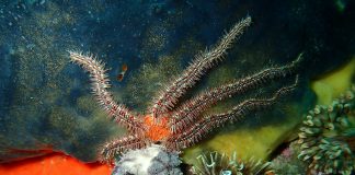 Specii de ofiuride și caracteristicile lor fascinante Ofiuride, specii de echinoderme asemănătoare stelelor de mare