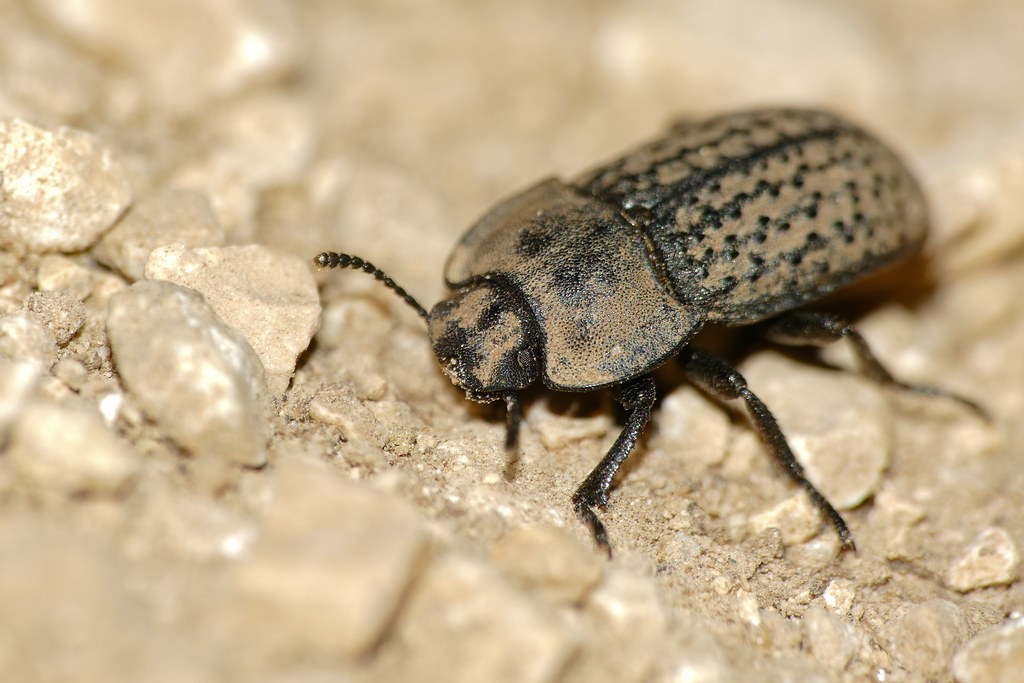 Opatrum sabulosum