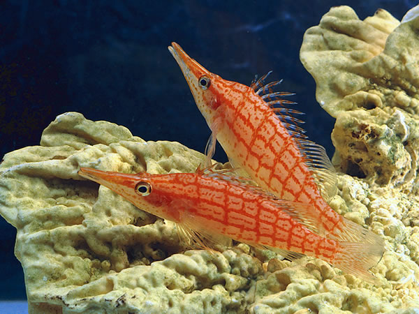 Oxycirrhites typus, Foto: aquaportail.com