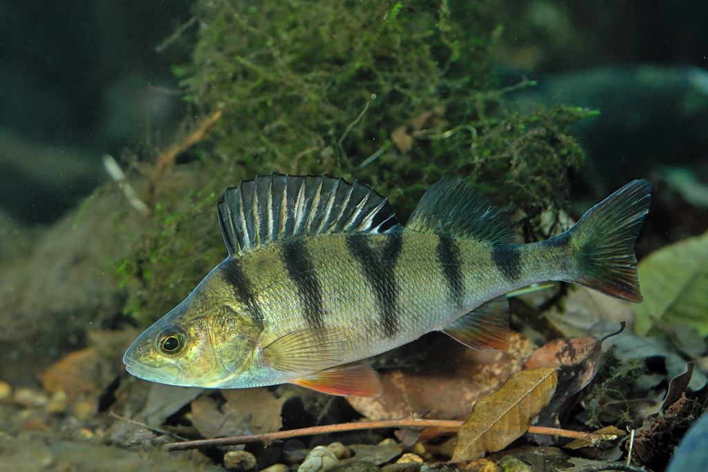 Perca fluviatilis