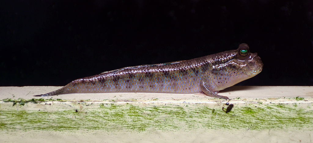 Periophthalmus barbarus