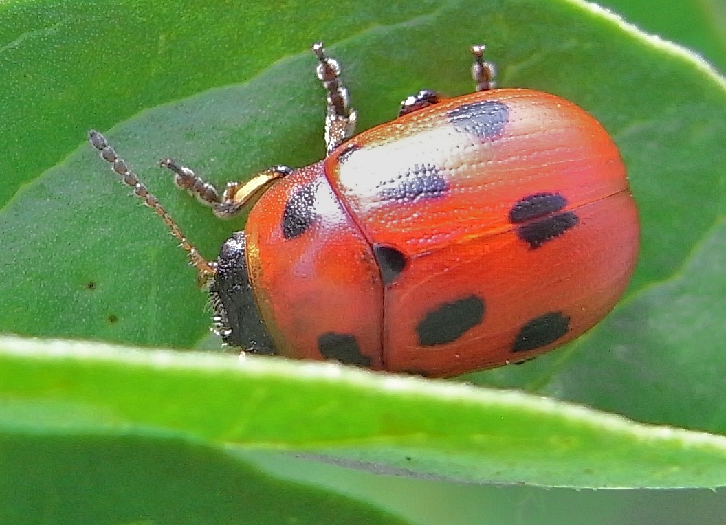 Phytodecta fornicata