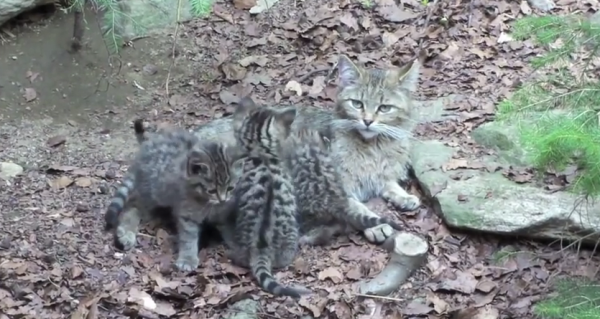 Pisica sălbatică, specia Felix silvestris