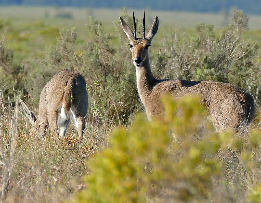 Plea capreolus