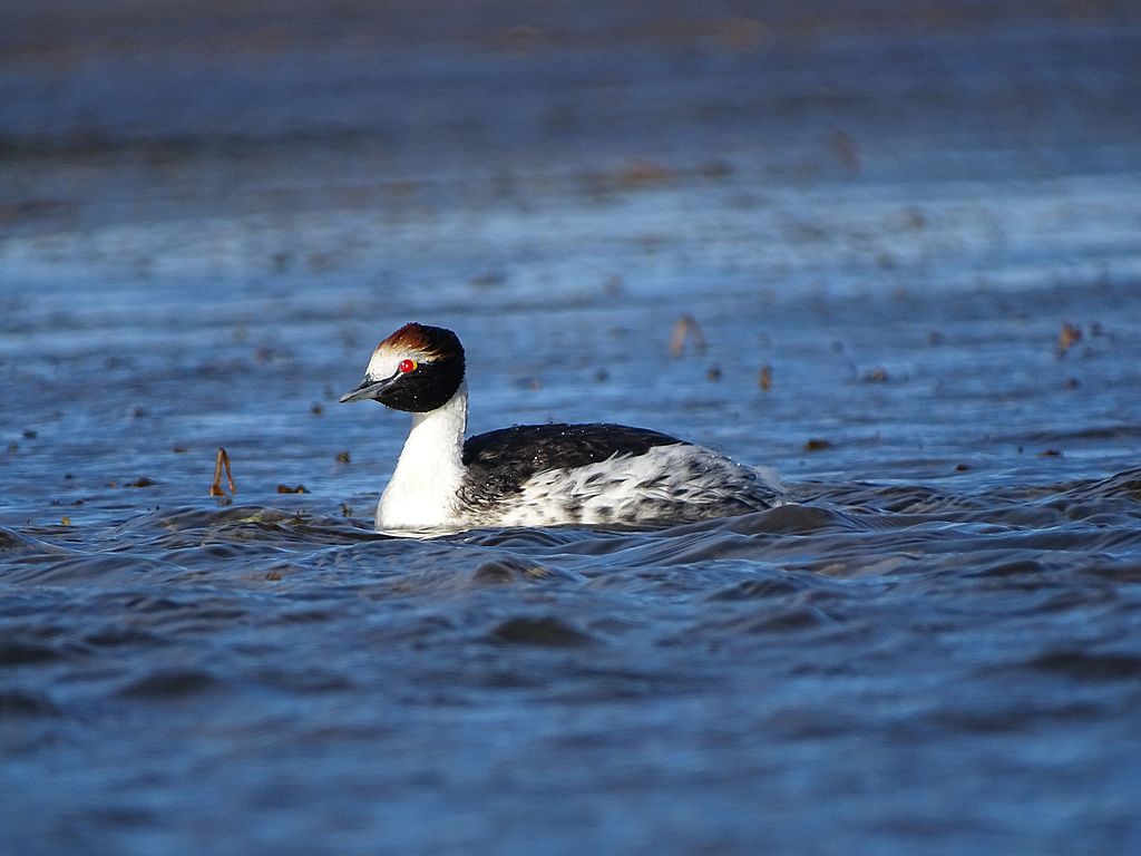 Podiceps gallardoi