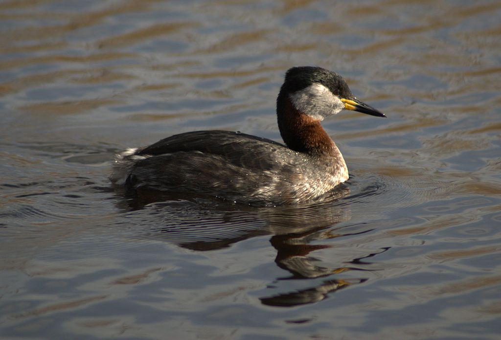 Podiceps griseigena