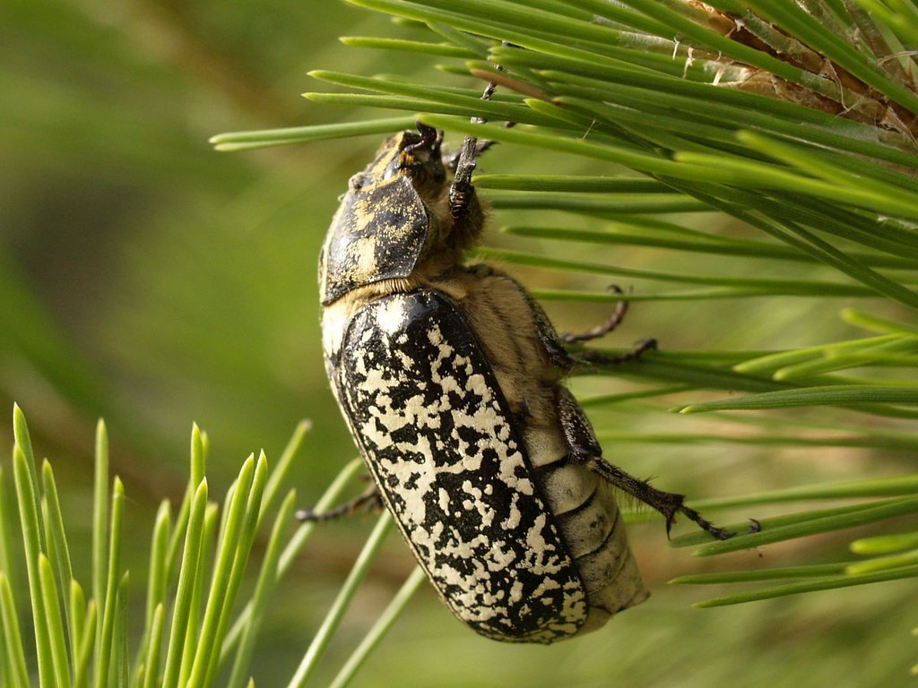 Polyphylla fullo