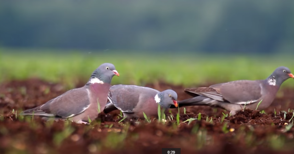 Porumbelul de scorbură sau porumbelul gulerat, specia Columba palumbus