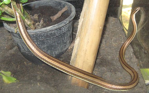 Psammophis condanarus indochinensis