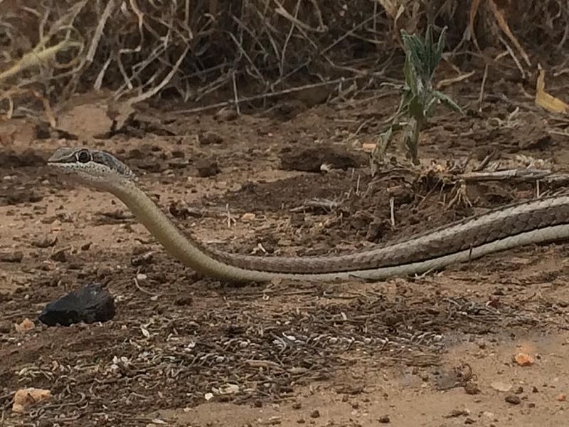 Psammophis subtaeniatus