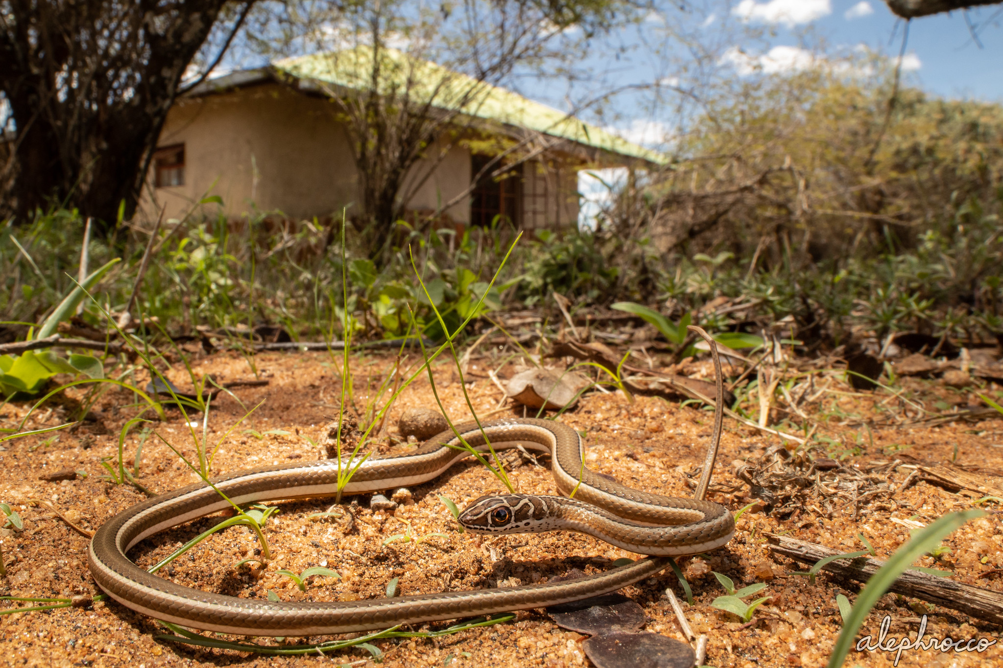 Psammophis sudanensis