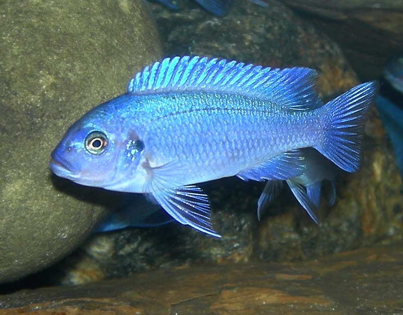 Pseudotropheus zebra