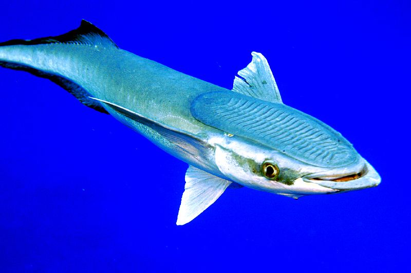 Remora remora