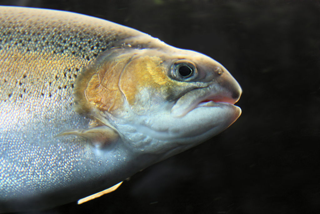 Salmo irideus