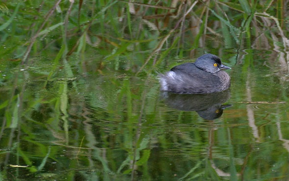 Specia Tachybaptus dominicus, Foto: leesbirdblog.files.wordpress.com