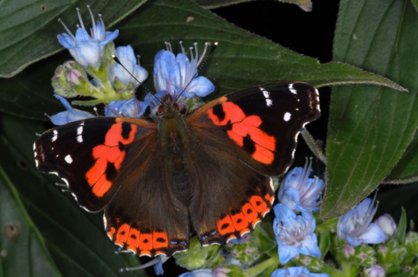 Specia Vanessa Vulcanica