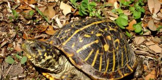 Specii de broaște țestoase din genul Terrapene și caracteristicile lor Specii de broaște țestoase din genul Terrapene