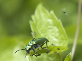 Specii de cărăbuși din familia insectelor polifage ce sunt dăunătoare plantelor