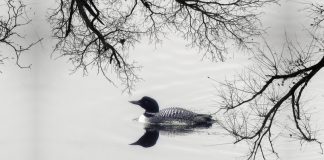 Specii de cufundaci din familia Gaviidae și caracteristicile lor Specii de cufundaci din familia Gaviidae