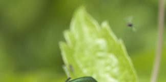 Specii de cărăbuși dăunători din familia insectelor polifage Specii de cărăbuși din familia insectelor polifage ce sunt dăunătoare plantelor