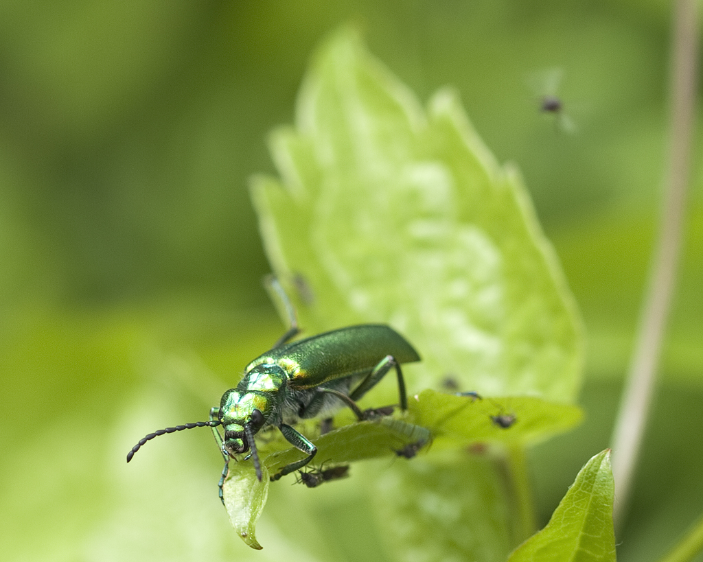 Specii de cărăbuși din familia insectelor polifage ce sunt dăunătoare plantelor
