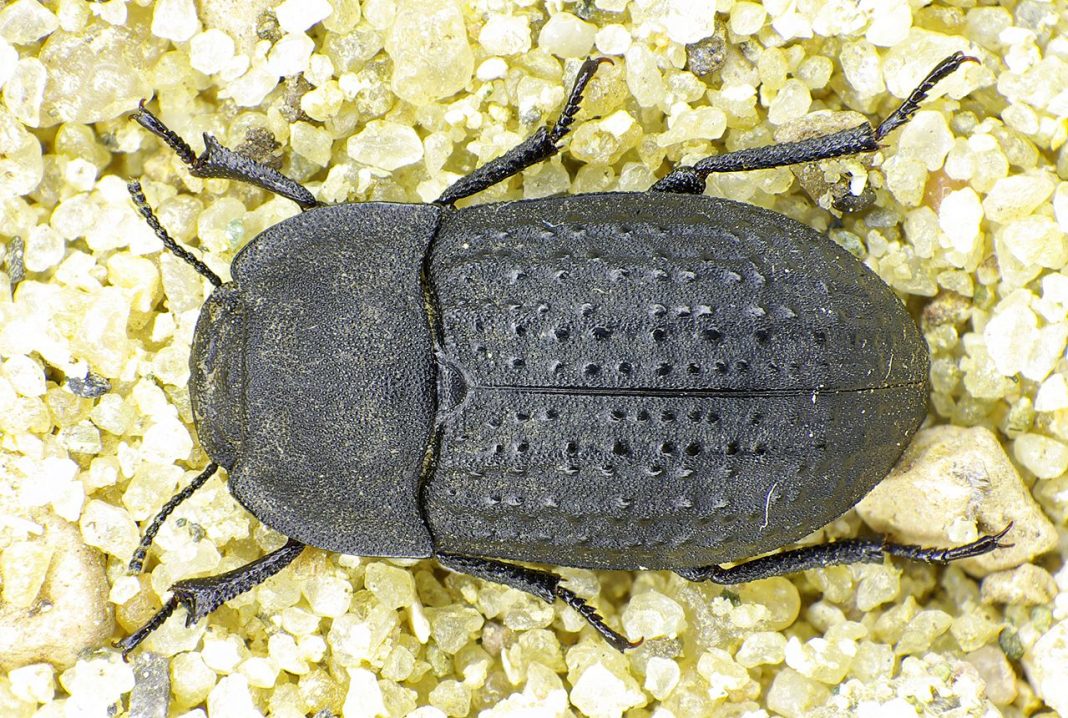 Specii de gândaci, mari dăunători ai recoltelor Specii de gândaci, mari dăunători ai recoltelor