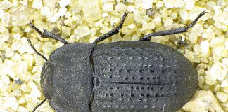 Specii de gândaci periculoși pentru culturi și soluții eficiente Specii de gândaci, mari dăunători ai recoltelor