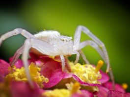 Specii de păianjeni-crab din familia Thomisidae