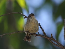 Specii de pitulici din ordinul ordinul Passeridormes ce trăiesc în Noua Zeelandă