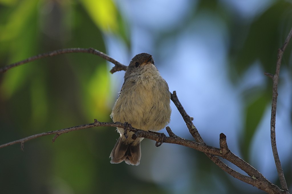 Specii de pitulici din ordinul ordinul Passeridormes ce trăiesc în Noua Zeelandă