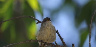 Specii de pitulici din Noua Zeelandă și particularitățile lor Specii de pitulici din ordinul ordinul Passeridormes ce trăiesc în Noua Zeelandă