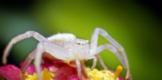 Specii de păianjeni-crab și modul lor unic de vânătoare Specii de păianjeni-crab din familia Thomisidae