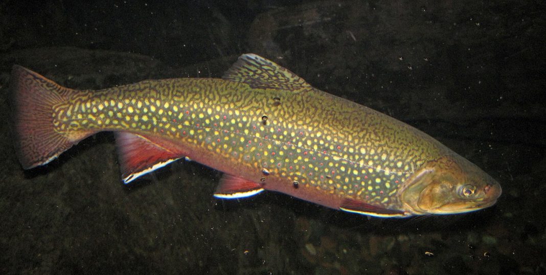 Specii de păstrăvi din familia Salmonidae Specii de păstrăvi din familia Salmonidae