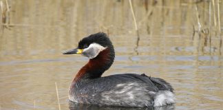 Cele mai interesante specii de corcodei din familia Podicipedidae Specii de păsări acvatice - Corcodei din familia Podicipedidae