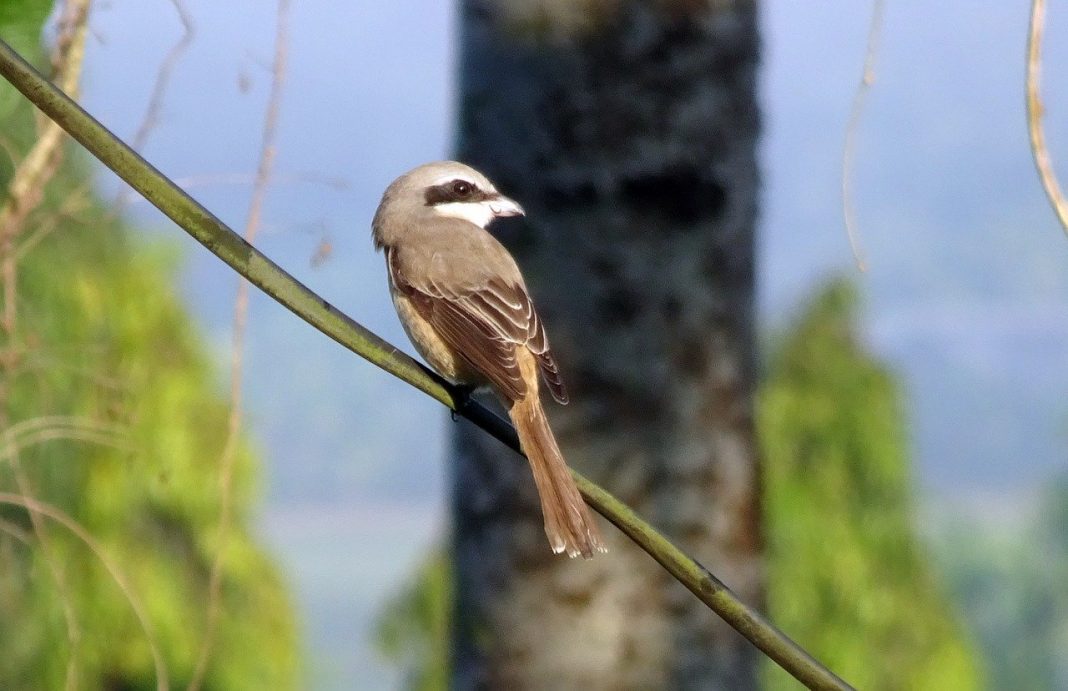 Specii de sfrâncioci din familia Laniidae Specii de sfrâncioci din familia Laniidae