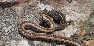 Specii de șerpi alergători pe nisip din genul Psammophis și habitatul lor Specii de șerpi alergători pe nisip din genul Psammophis