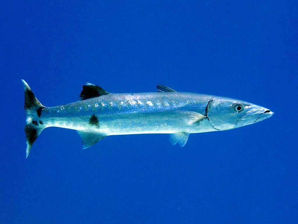 Sphyraena barracuda