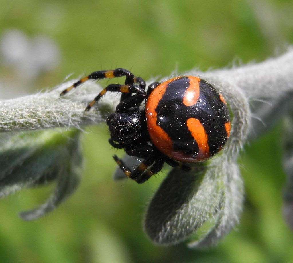 Synema Globosum