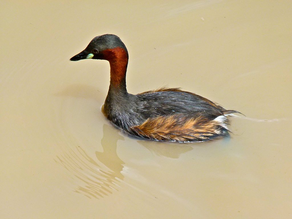 Tachybaptus ruficollis