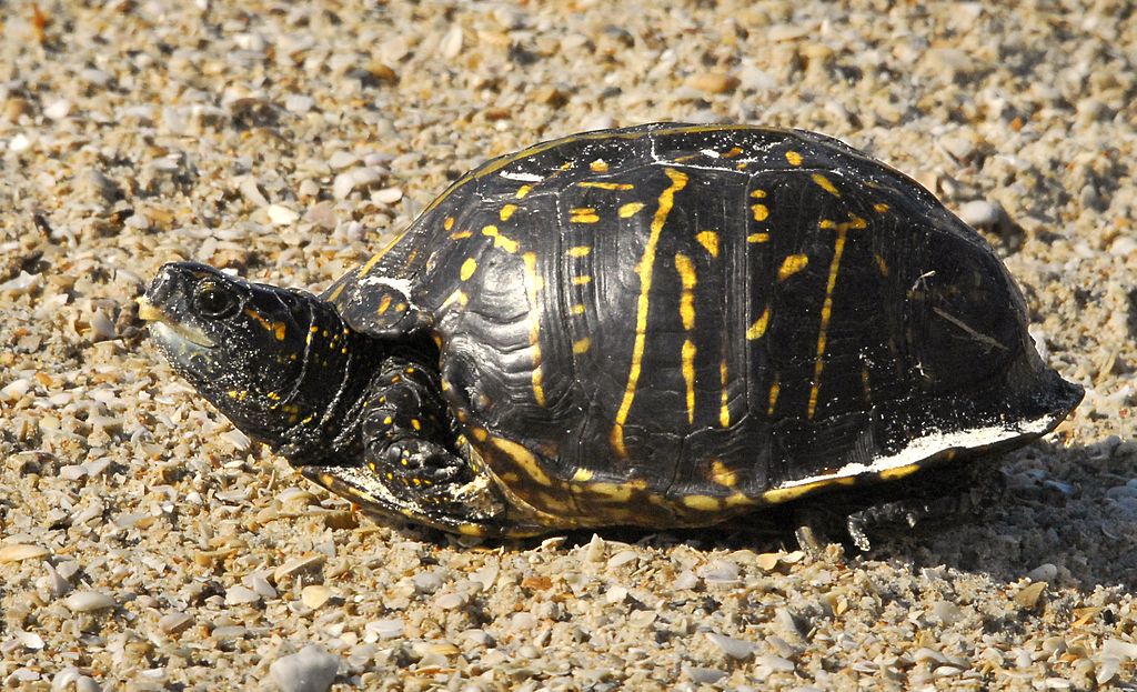 Terrapene carolina bauri