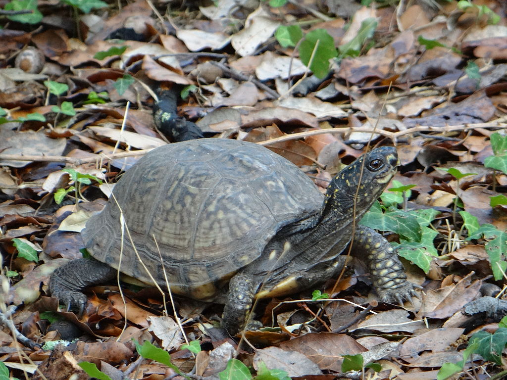 Terrapene carolina major