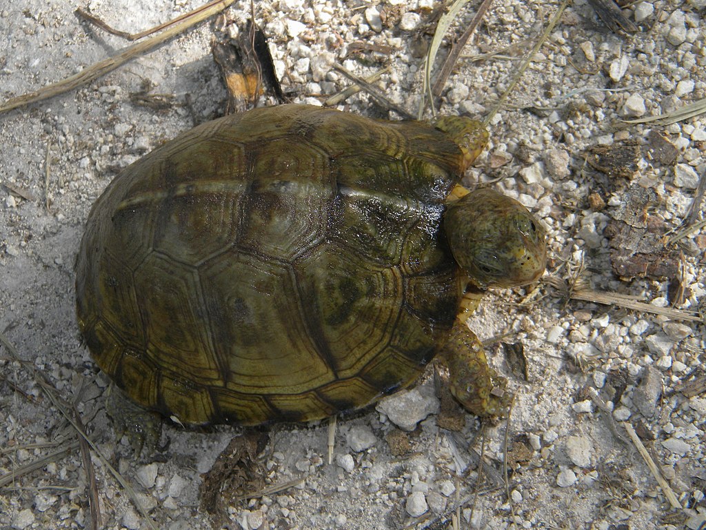 Terrapene carolina yucatana