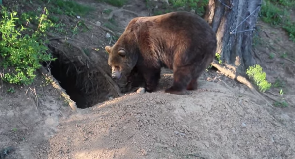Ursul brun la vizuină, specia Ursus arctos L.