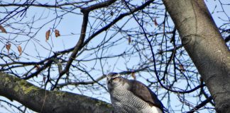 Cele mai importante specii de animale și păsări de vânat din România Vezi cele mai importante specii de animale și păsări de vânat din România