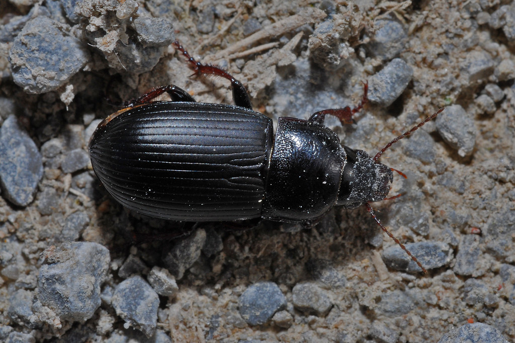 Zabrus tenebrioides