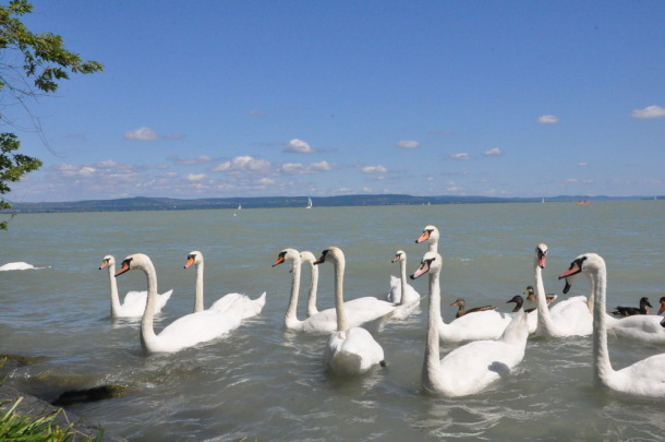 Balaton (6)